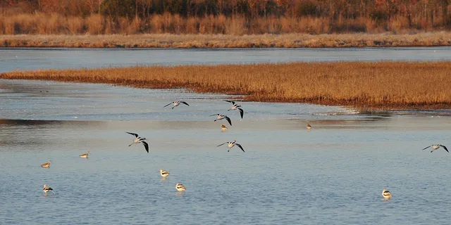 Bombay Hook National Wildlife Refuge America the Beautiful Quarters